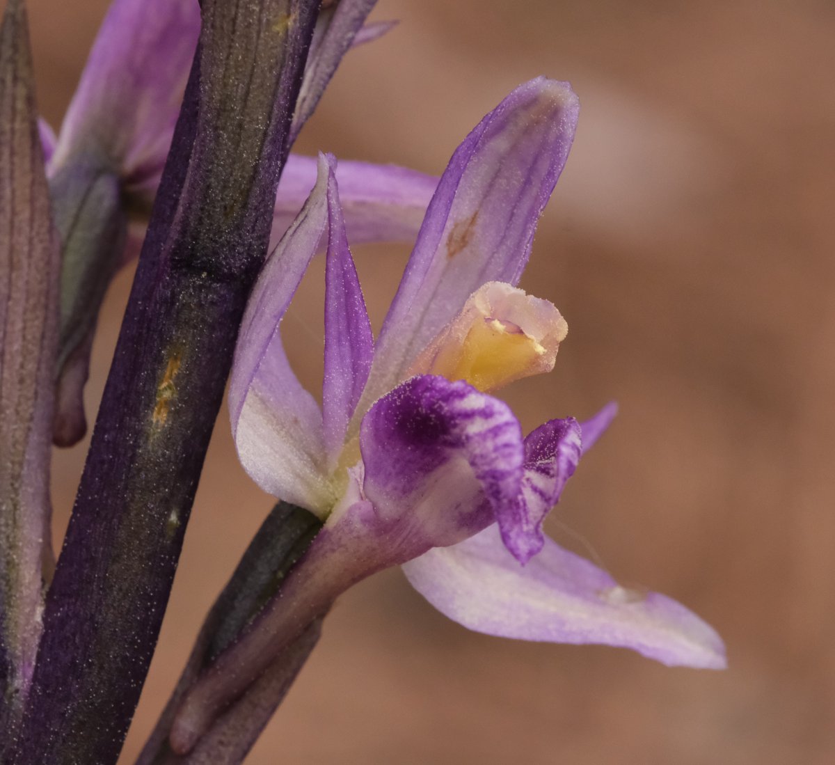 Ultime orchidee per quest''anno - Dalla Grecia con passione